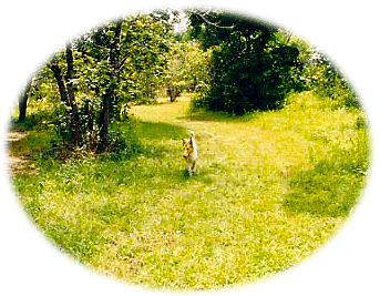 Dog walking down grassy path