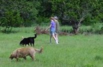 People and dogs on nature walk.